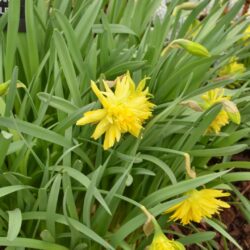 Narcissus Rip van Winkle