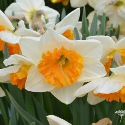 Narcissus Virginia Sunrise