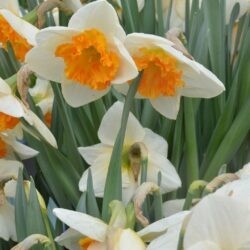 Narcissus Virginia Sunrise