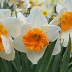 Narcissus Virginia Sunrise