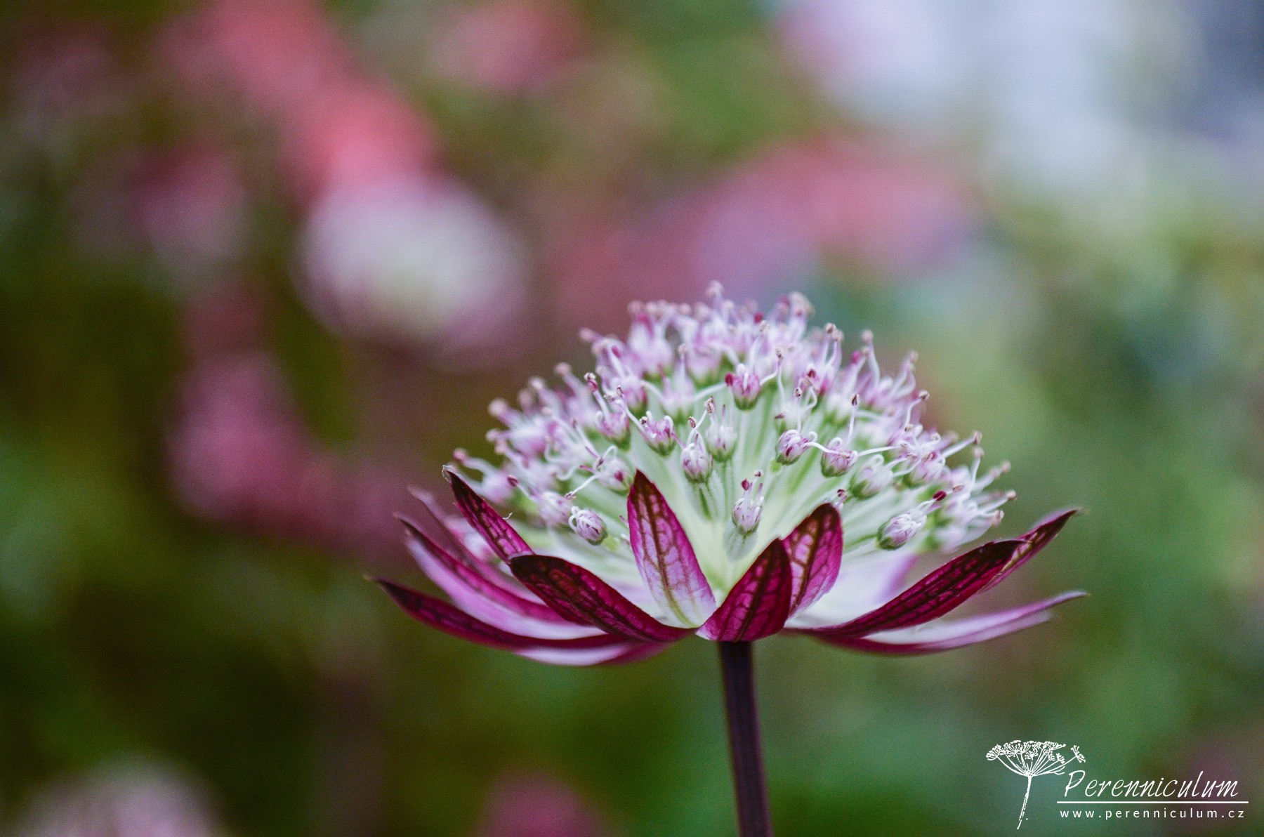 Astrantia - Trvalka sezóny 2018 1 Astrantia Trvalka sezóny 2018