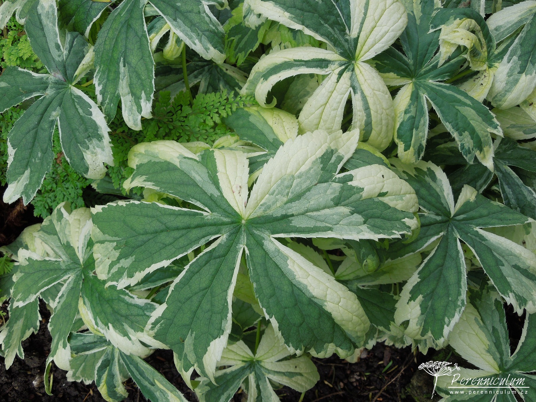 Astrantia - Trvalka sezóny 2018 13 A. Sunningdale Variegated 1
