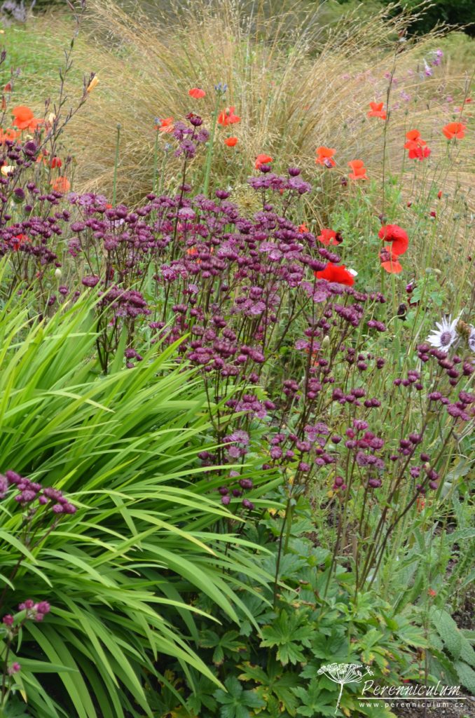 Astrantia - Trvalka sezóny 2018 2 Astrantia Venice