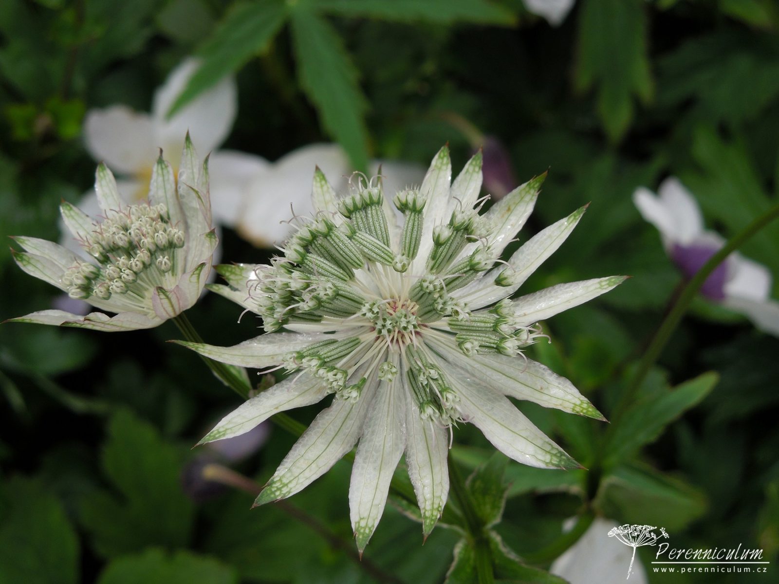 Astrantia - Trvalka sezóny 2018 8 "Velké