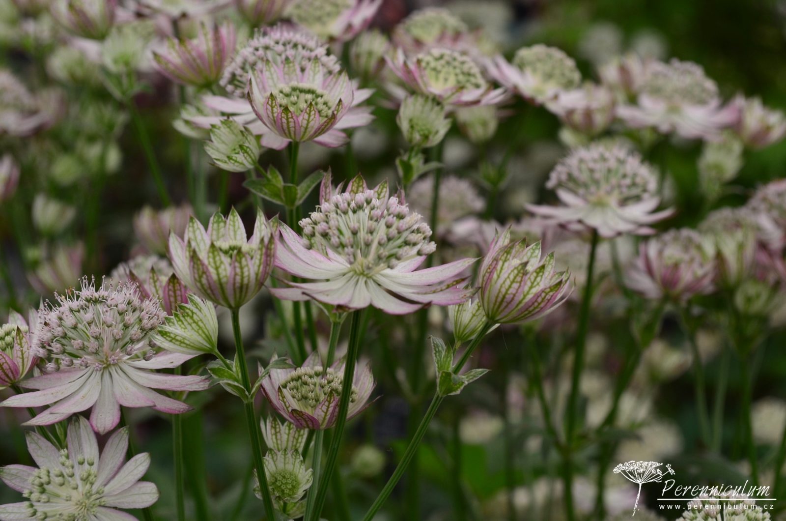 Astrantia - Trvalka sezóny 2018 9 A. var rosea
