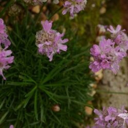 Armeria juniperifolia Bevans Variety