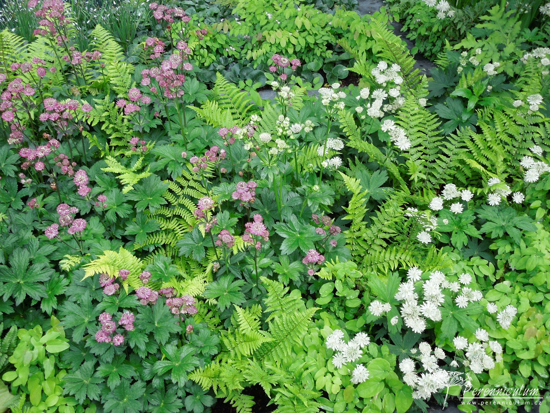 Astrantia - Trvalka sezóny 2018 15 Polostinná tapiserie textur kapradin, listů a květů jarmanek.