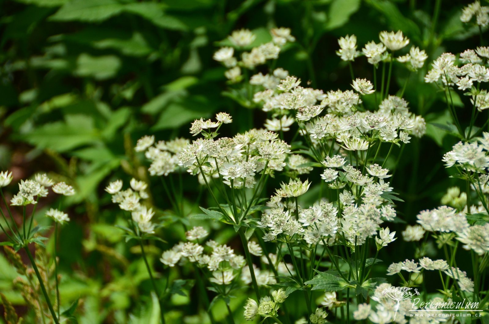 Astrantia - Trvalka sezóny 2018 7 "Bíle