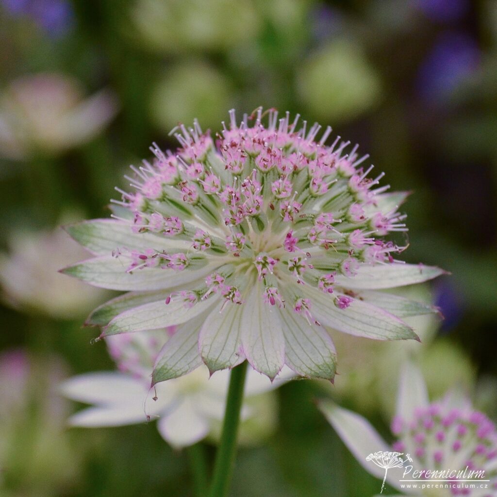 Astrantia - Trvalka sezóny 2018 5 Astrantia 'Buckland'