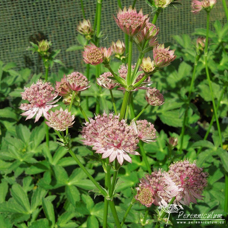 Astrantia - Trvalka sezóny 2018 4 Astrantia 'Roma'