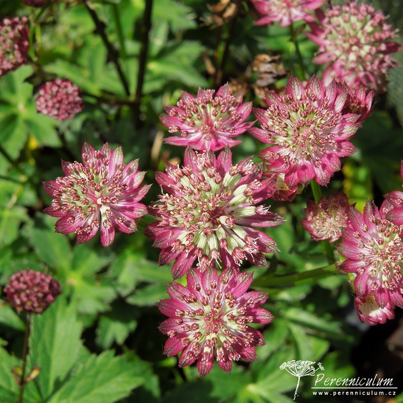 Astrantia - Trvalka sezóny 2018 11 Astrantia 'Hadspen Blood'