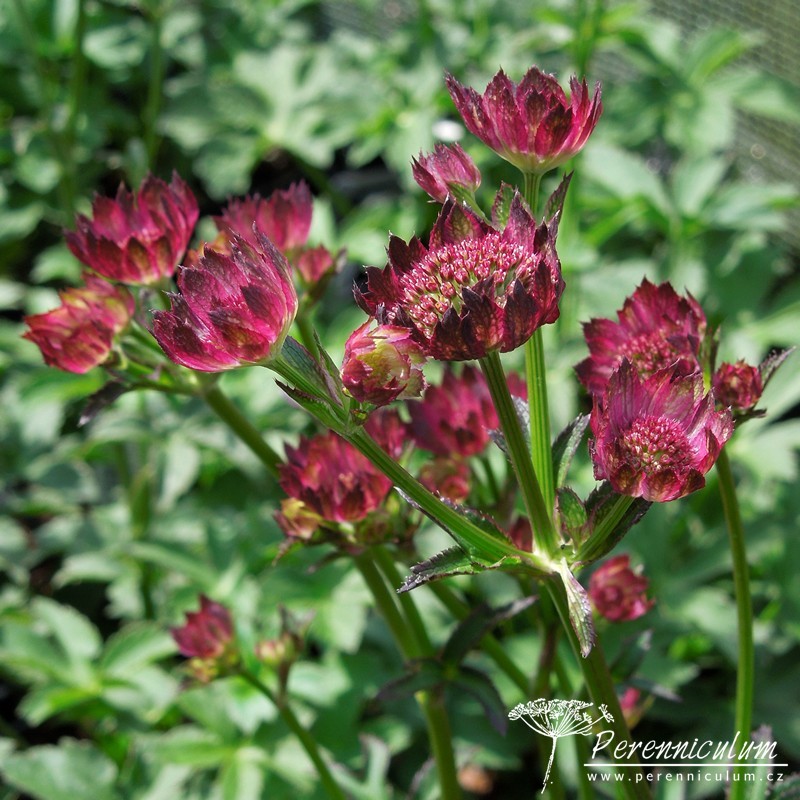 Astrantia - Trvalka sezóny 2018 6 Astrantia 'Moulin Rouge'