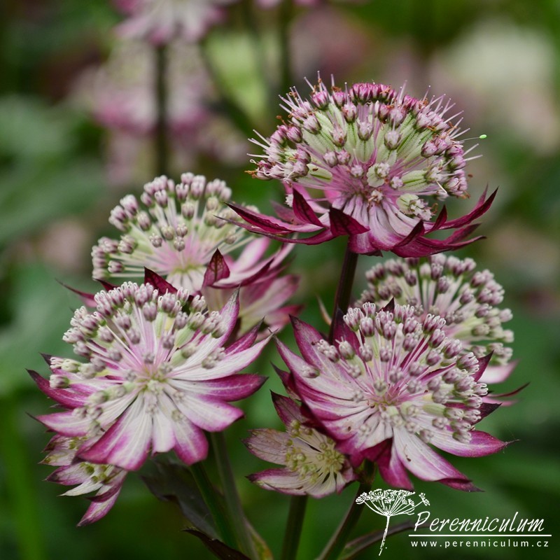 Astrantia - Trvalka sezóny 2018 12 Astrantia 'Rubra'