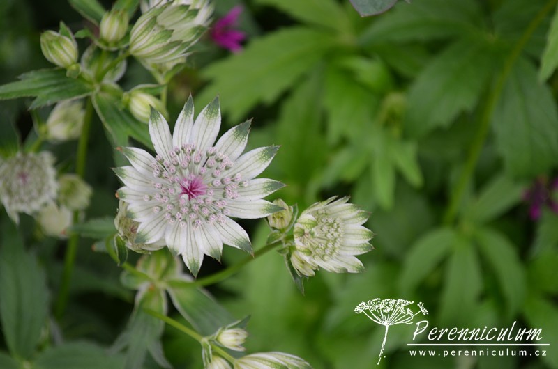 Astrantia - Trvalka sezóny 2018 14 Astrantia major subsp. involucrata Shaggy 4