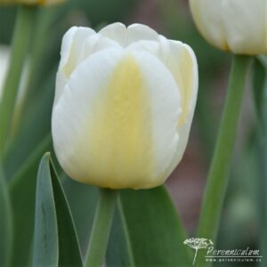 Tulipa Antarctica