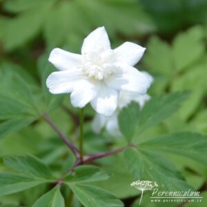 Anemone nemorosa Flore Pleno