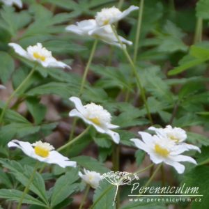 Anemone nemorosa Knightshayes Vestal