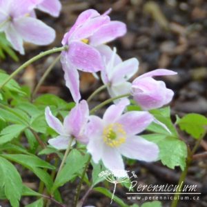 Anemone nemorosa Pink from Wisley