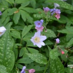 Anemone nemorosa Robinsoniana