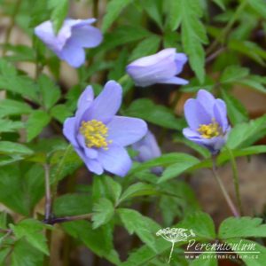 Anemone nemorosa Royal Blue