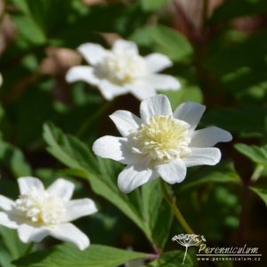 Anemone nemorosa Vestal