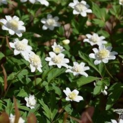 Anemone nemorosa Vestal