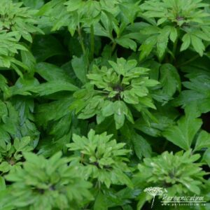 Anemone nemorosa Virescens