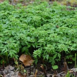 Anemone nemorosa Virescens