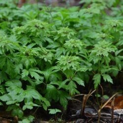 Anemone nemorosa Virescens