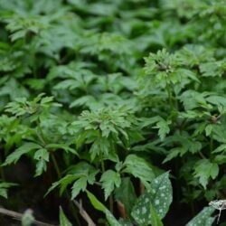 Anemone nemorosa Virescens