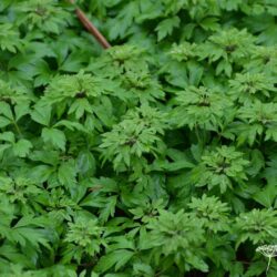 Anemone nemorosa Virescens