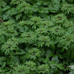 Anemone nemorosa Virescens