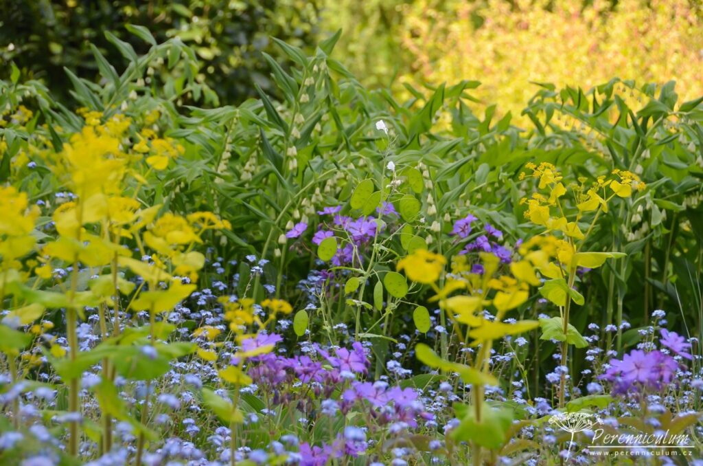Největší očekávání dokonce překonána 4 Šťavnatá kombinace kokoříků (Polygonatum), plodů odkvétající měsíčnice (Lunaria), modře kvetoucích kakostů (Geranium) a pomněnek (Myosotis), které kontrastují s limetkově žlutým tromínem (Smyrnium) v popředí.