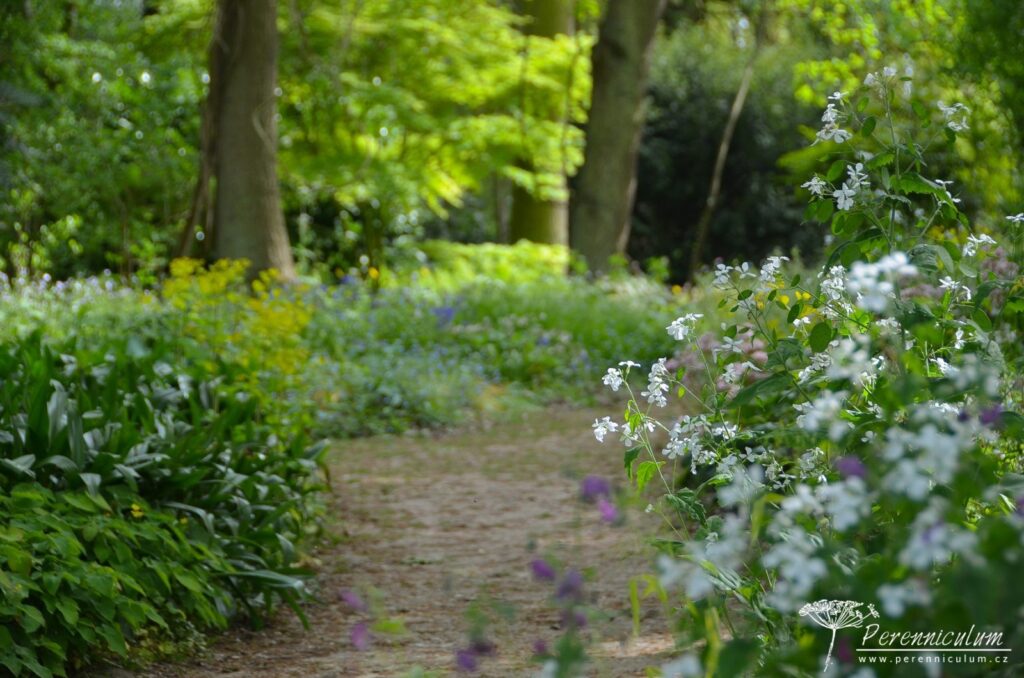 Největší očekávání dokonce překonána 12 Klikatící se cestičku lesem lemují měsíčnice (Lunaria) či pomněnky (Myosotis).