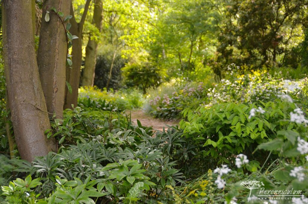 Největší očekávání dokonce překonána 13 Pestré společenstvo druhů ve stínu stromů. Na nejsušších místech u kmenů stromů dominují různé druhy čemeřic (Helleborus).