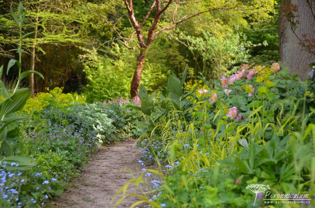 Největší očekávání dokonce překonána 14 Jinde trochu světla dovolí růst této krásce, pivoňce (Paeonia mlokosewitschii). V dálce září červenohnědý kmen javoru (Acer griseum).