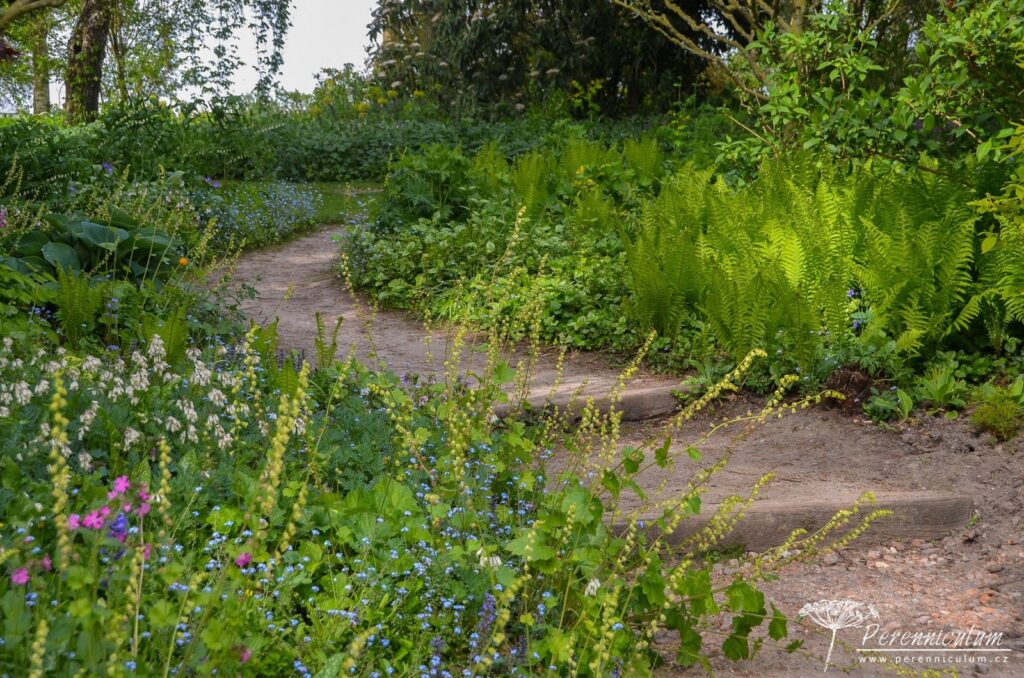 Největší očekávání dokonce překonána 15 Mírný kopeček překonávají přírodní dřevěné schody, které lemuje směs trvalek do polostínu: Tellima grandiflora, Myosotis sylvatica, Dicentra formosa 'Aurora' nebo Matteucia struthiopteris.