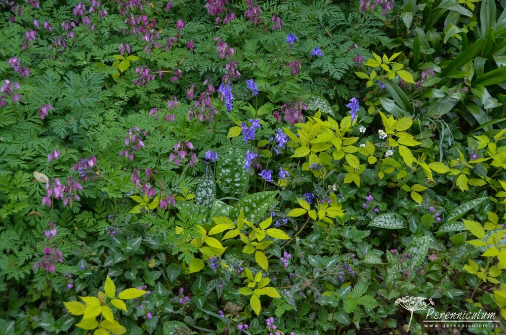 Největší očekávání dokonce překonána 16 Detail bylinného patra v podrostu stromů: růžově kvetoucí srdcovka (Dicentra formosa), modré hyacintovce (Hyacinthoides non-scripta), panašované listy plicníku (Pulmonaria) a hluchavky (Lamium maculatum) s květy lesních jahor (Fragaria vesca).
