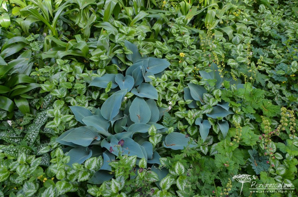 Největší očekávání dokonce překonána 18 Tapiserie listů lesklých a matných (modravá Hosta), různě panašovaných (Lamium či Pulmonaria) nebo jednoduše zelených (Tellima grangiflora).