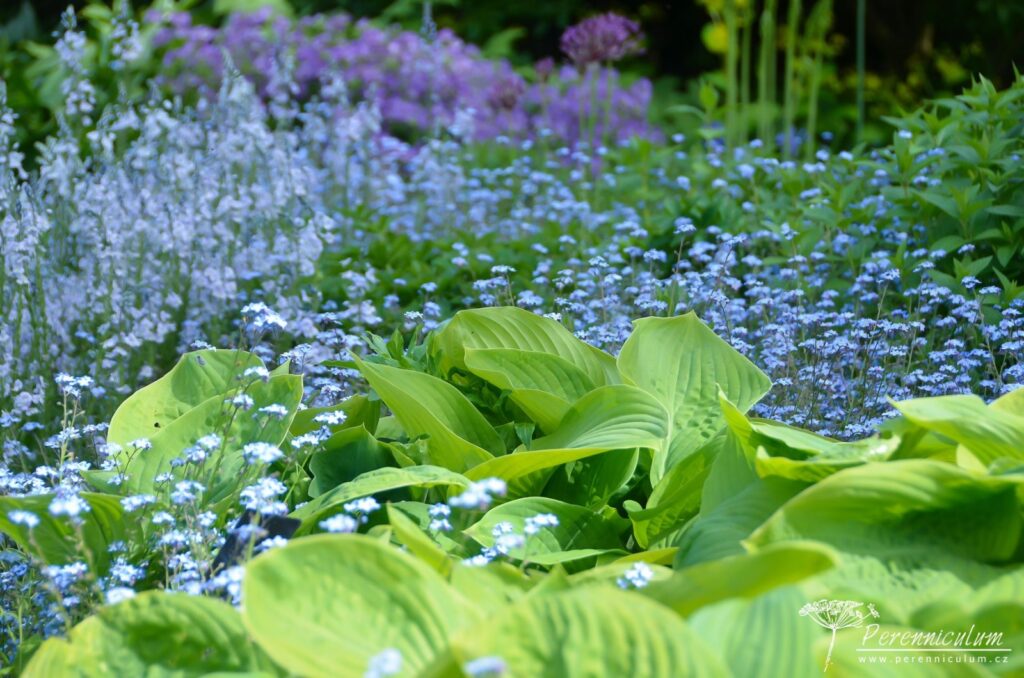 Největší očekávání dokonce překonána 5 Chladivá modrá všudypřítomných pomněnek (Myosotis) a rozrazilu (Veronica gentianoides). Drobné kvítky doplňují velké listy bohyšky (Hosta).