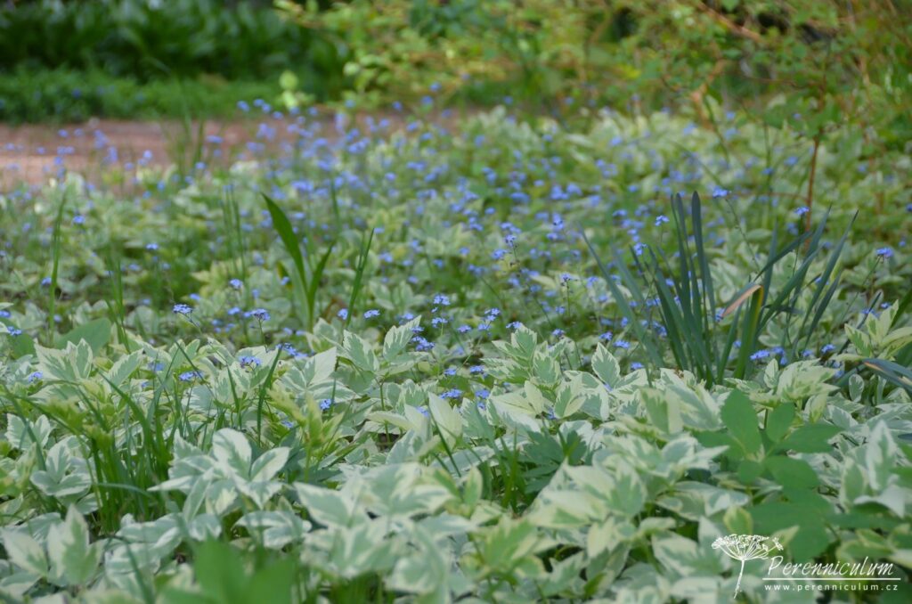 Největší očekávání dokonce překonána 6 Bršlice kozí noha (Aegopodium podagraria) může být velmi úmorným plevelem. Její panašovaný kultivar ('Variegata') se rozrůstá pomaleji a je pěkným podrostem ve stínu stromů. Obzvláště, když skrz ní prorůstají přesévající se pomněnky (Myosotis) či listy odkvetlých narcisů.