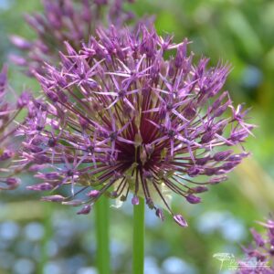 Allium Purple Rain