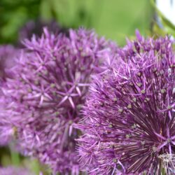 Allium Purple Rain