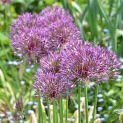 Allium Purple Rain