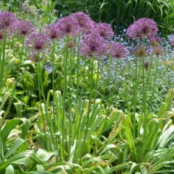 Allium Purple Rain