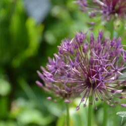 Allium Purple Rain