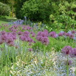 Allium Purple Rain