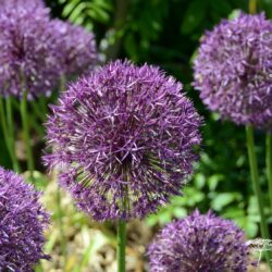 Allium Purple Rain