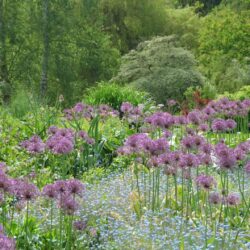 Allium Purple Rain