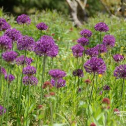 Allium Purple Sensation